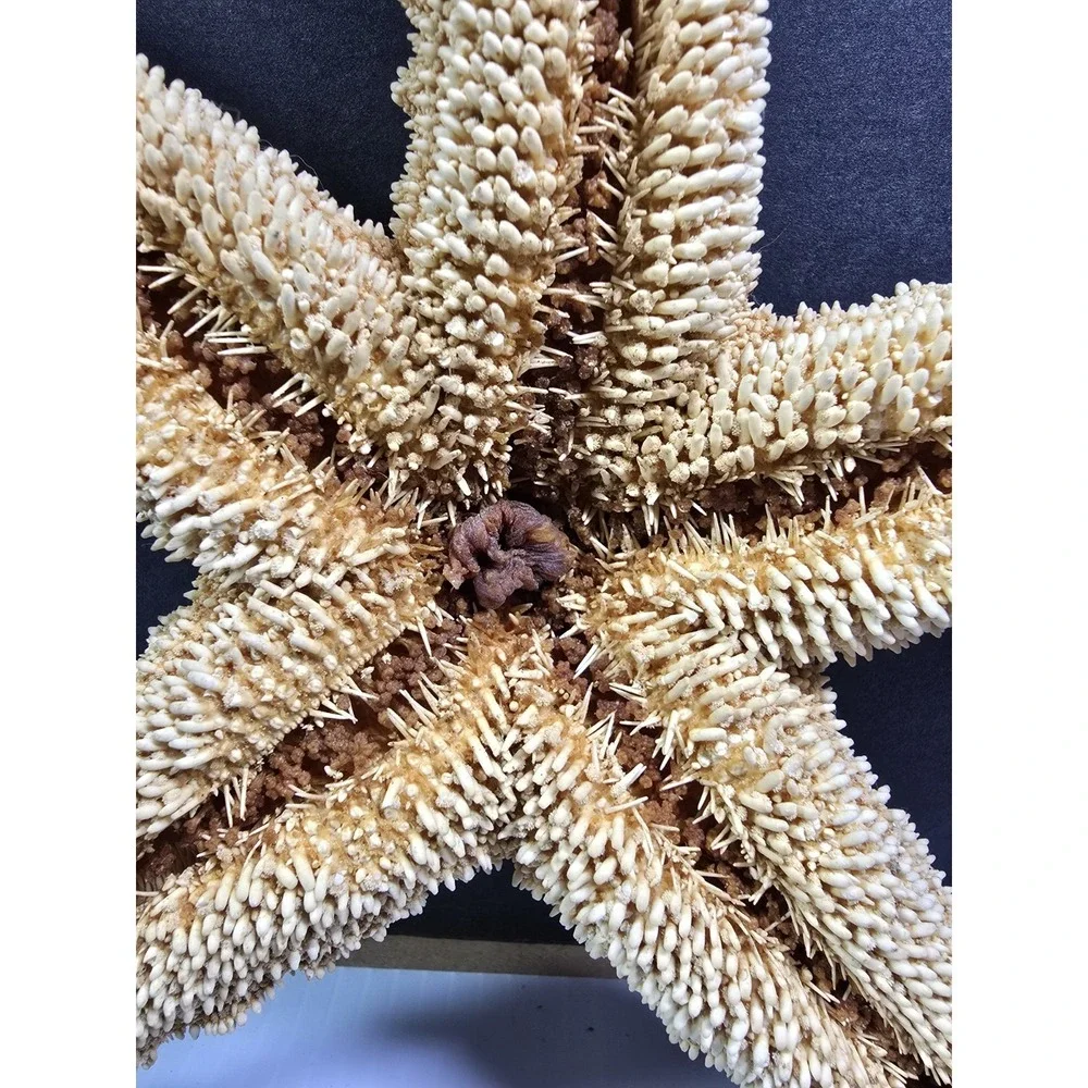 Intact Mouth XL Starfish,‎ Beach Finds, Nature Is Cool, Show & Tell, Patrick